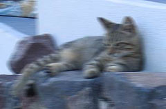 Image Stabilization On