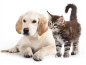 Best Vacuums for Pet Hair